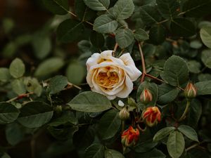 Preview wallpaper rose, flower, plant, bloom, buds, leaves