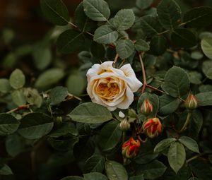 Preview wallpaper rose, flower, plant, bloom, buds, leaves