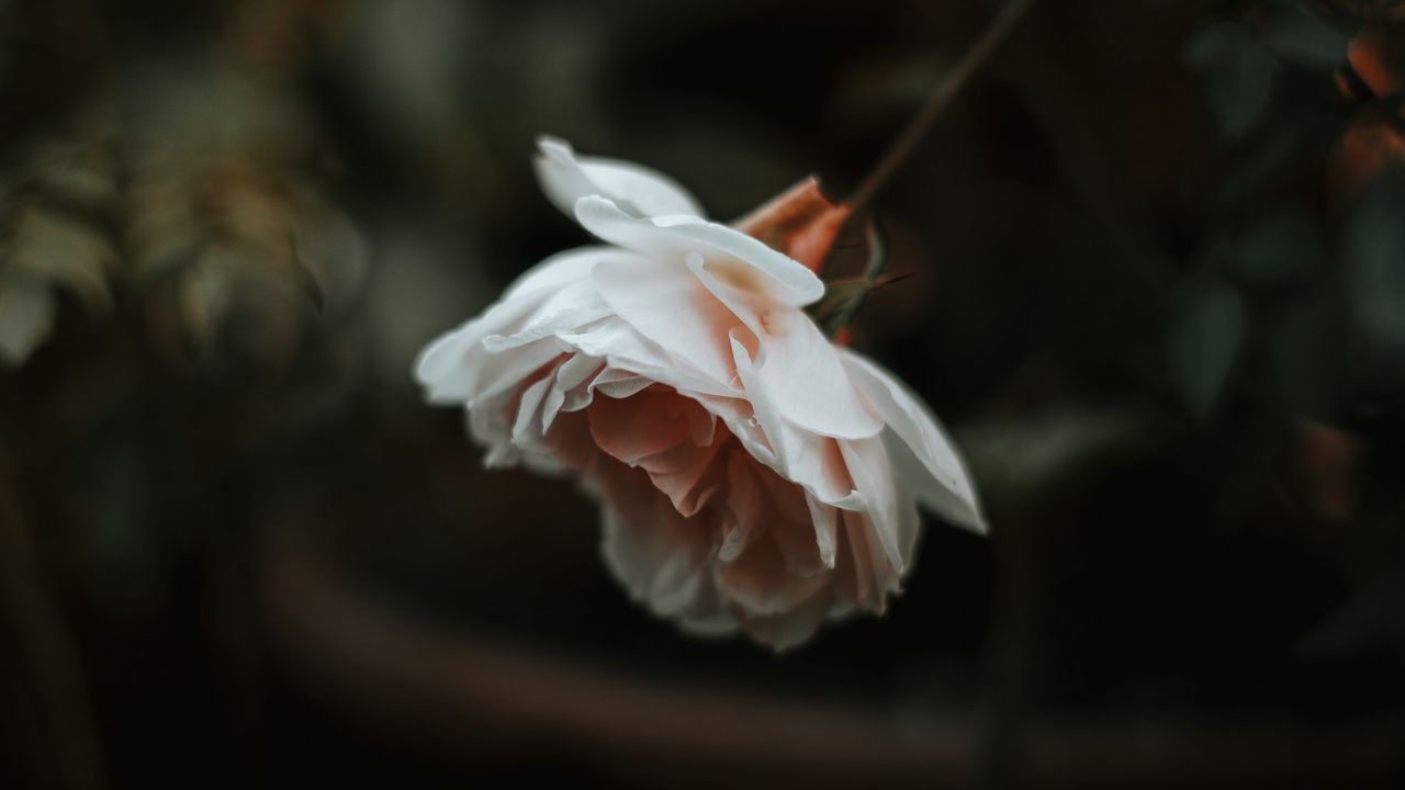 Wallpaper rose, flower, plant, large, blur