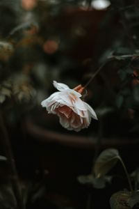 Preview wallpaper rose, flower, plant, large, blur