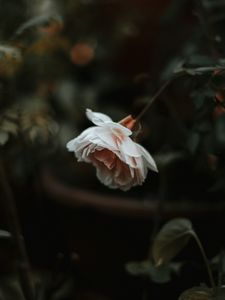 Preview wallpaper rose, flower, plant, large, blur