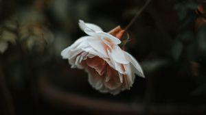 Preview wallpaper rose, flower, plant, large, blur