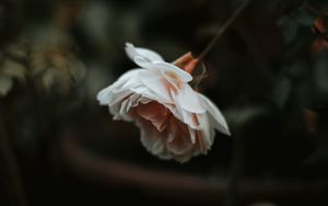 Preview wallpaper rose, flower, plant, large, blur