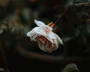 Preview wallpaper rose, flower, plant, large, blur