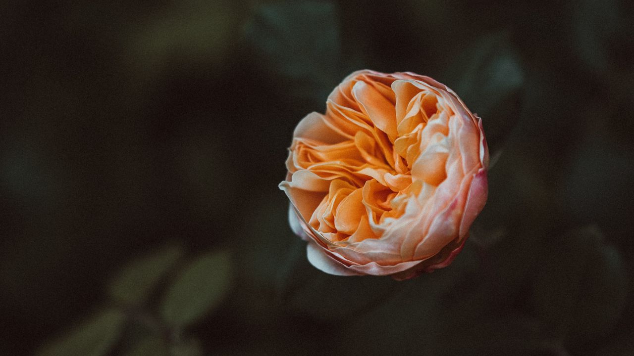 Wallpaper rose, flower, plant, bloom, macro