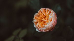 Preview wallpaper rose, flower, plant, bloom, macro