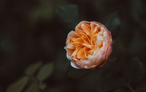 Preview wallpaper rose, flower, plant, bloom, macro