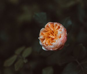 Preview wallpaper rose, flower, plant, bloom, macro