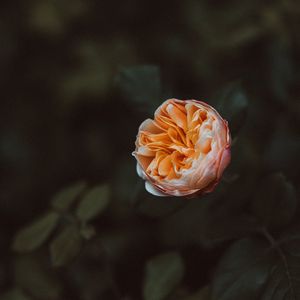 Preview wallpaper rose, flower, plant, bloom, macro