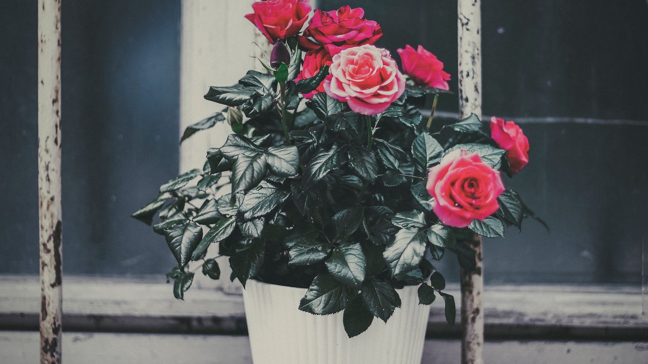 Wallpaper rose, flower, pot, pink, decorative, window sill