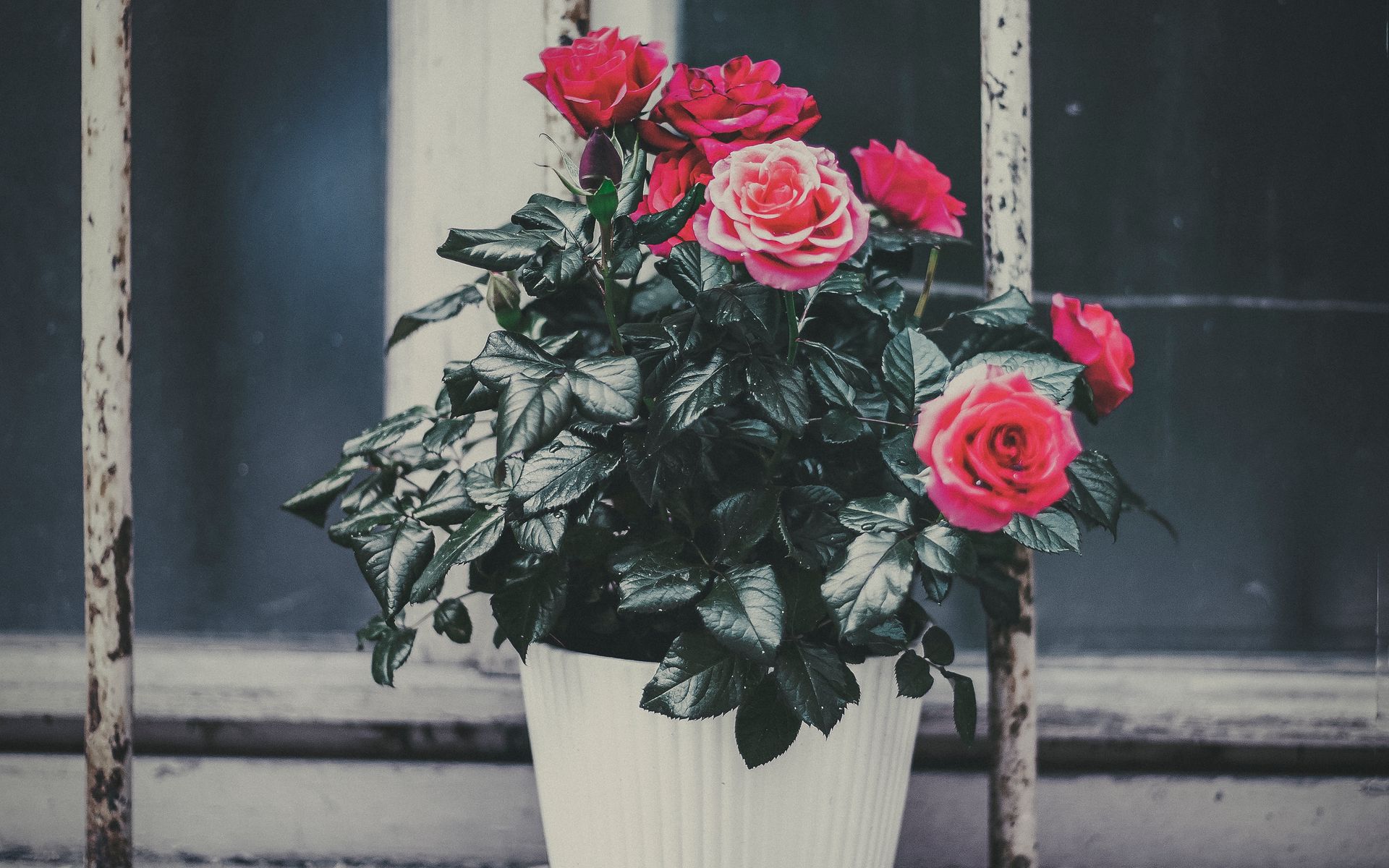Download wallpaper 1920x1200 rose, flower, pot, pink, decorative