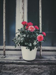 Preview wallpaper rose, flower, pot, pink, decorative, window sill