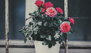 Preview wallpaper rose, flower, pot, pink, decorative, window sill