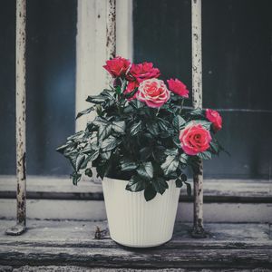 Preview wallpaper rose, flower, pot, pink, decorative, window sill