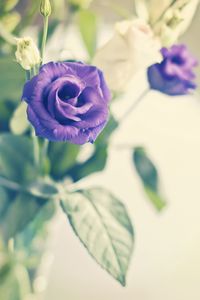 Preview wallpaper rose, flower, purple, plant, decorative, bloom