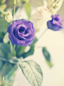 Preview wallpaper rose, flower, purple, plant, decorative, bloom