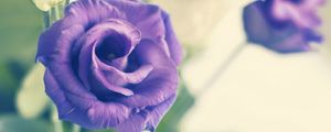 Preview wallpaper rose, flower, purple, plant, decorative, bloom