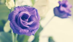 Preview wallpaper rose, flower, purple, plant, decorative, bloom