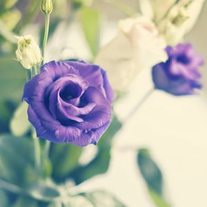 Preview wallpaper rose, flower, purple, plant, decorative, bloom