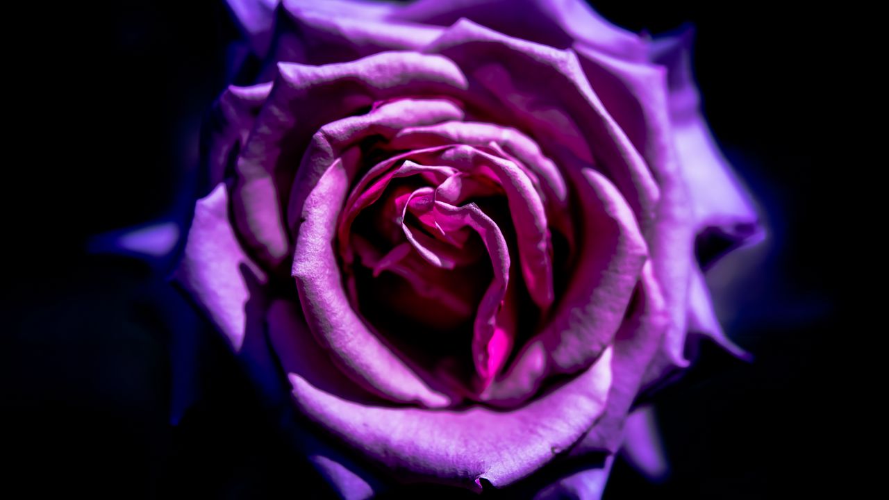 Wallpaper rose, flower, purple, macro, petals