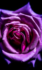 Preview wallpaper rose, flower, purple, macro, petals