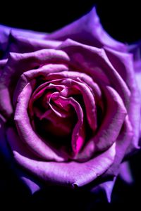 Preview wallpaper rose, flower, purple, macro, petals