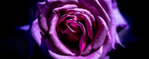 Preview wallpaper rose, flower, purple, macro, petals