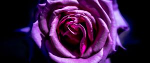 Preview wallpaper rose, flower, purple, macro, petals