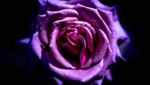 Preview wallpaper rose, flower, purple, macro, petals