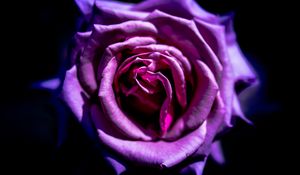 Preview wallpaper rose, flower, purple, macro, petals