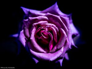 Preview wallpaper rose, flower, purple, macro, petals