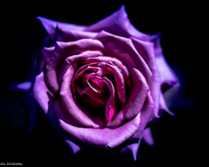 Preview wallpaper rose, flower, purple, macro, petals