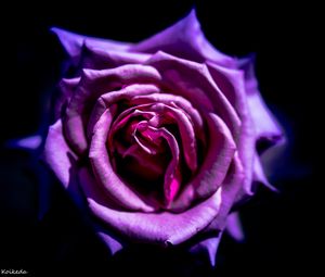 Preview wallpaper rose, flower, purple, macro, petals