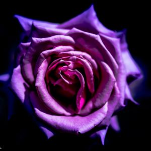 Preview wallpaper rose, flower, purple, macro, petals