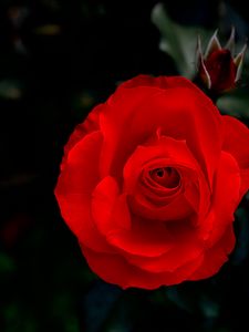 Preview wallpaper rose, flower, red, petals, macro, bud