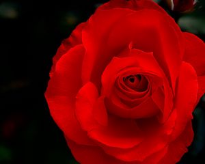 Preview wallpaper rose, flower, red, petals, macro, bud