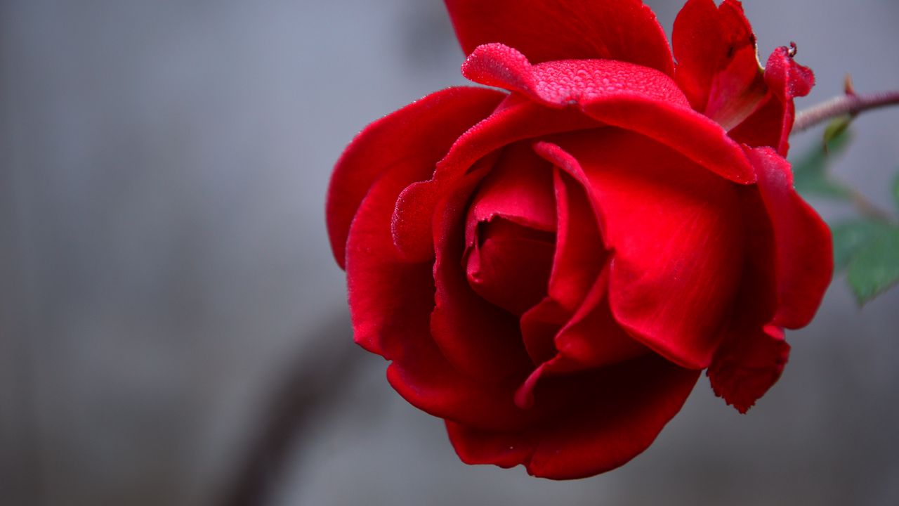 Wallpaper rose, flower, red, wet, drops, petals, closeup