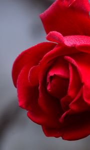 Preview wallpaper rose, flower, red, wet, drops, petals, closeup