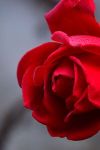 Preview wallpaper rose, flower, red, wet, drops, petals, closeup