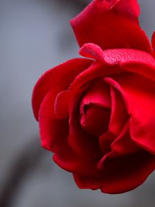 Preview wallpaper rose, flower, red, wet, drops, petals, closeup