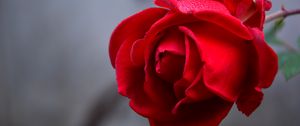 Preview wallpaper rose, flower, red, wet, drops, petals, closeup