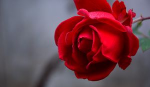 Preview wallpaper rose, flower, red, wet, drops, petals, closeup