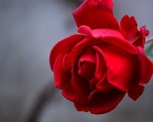 Preview wallpaper rose, flower, red, wet, drops, petals, closeup