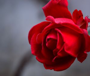 Preview wallpaper rose, flower, red, wet, drops, petals, closeup