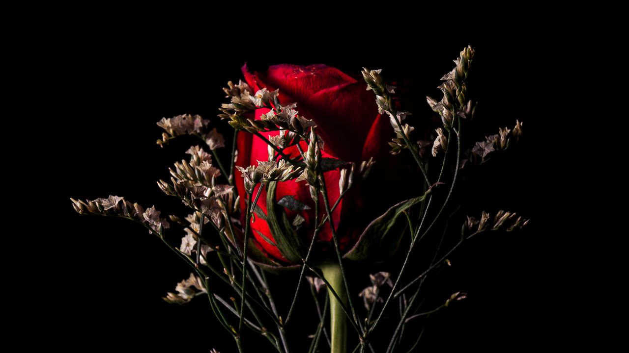 Wallpaper rose, flower, red, bouquet, dark