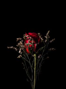Preview wallpaper rose, flower, red, bouquet, dark