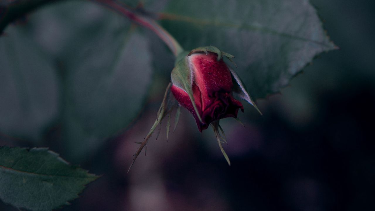 Wallpaper rose, flower, red, buds, bloom
