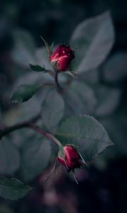 Preview wallpaper rose, flower, red, buds, bloom