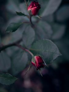 Preview wallpaper rose, flower, red, buds, bloom
