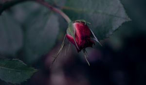 Preview wallpaper rose, flower, red, buds, bloom